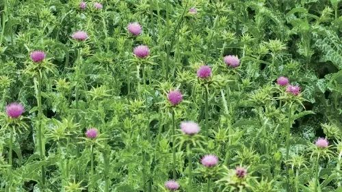 微信图片_20250609161945 微信图片_20250609161945.jpg